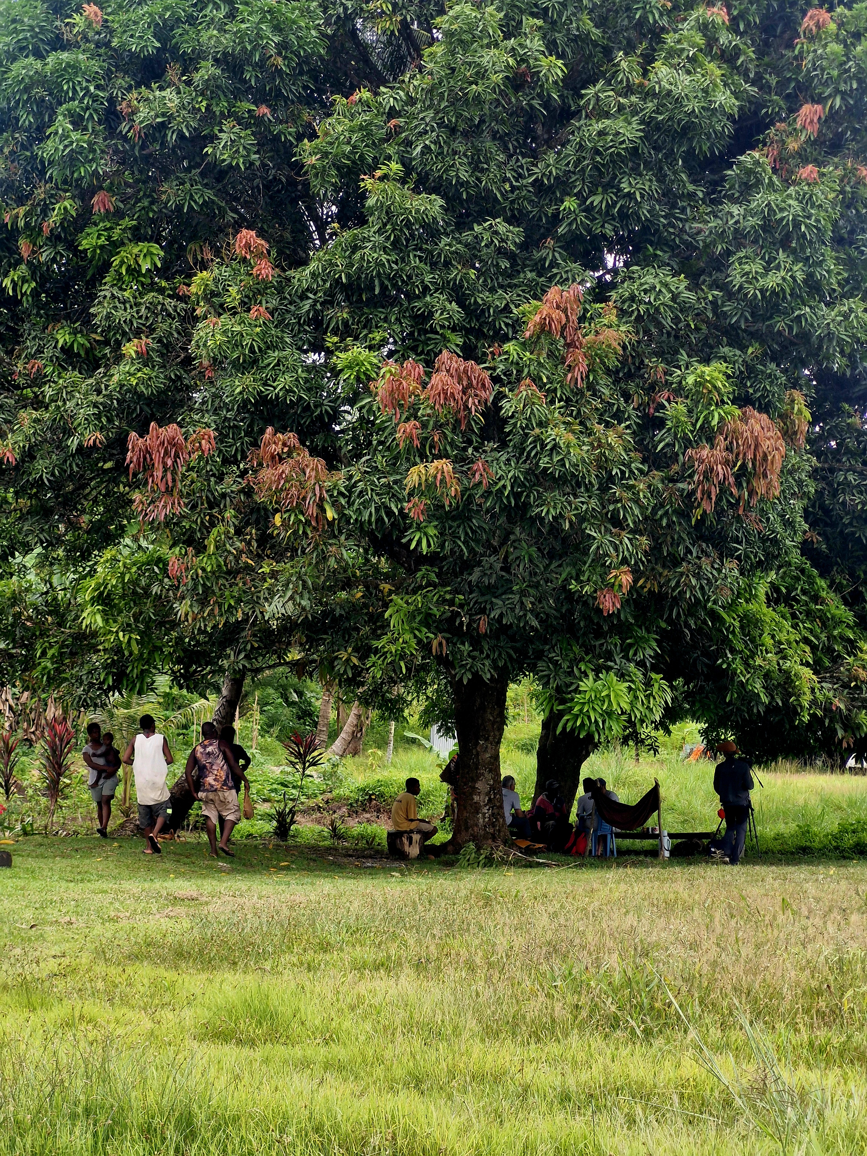 Bernard, Michel et Mehdi discutent avec le conseiller municipal de Pomio de l'objectif d'ouvrir un chemin.