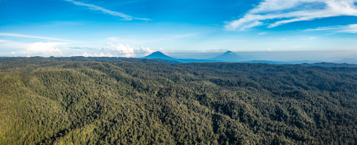 Tracer un chemin dans cet enfer vert n'est pas une tâche facile.