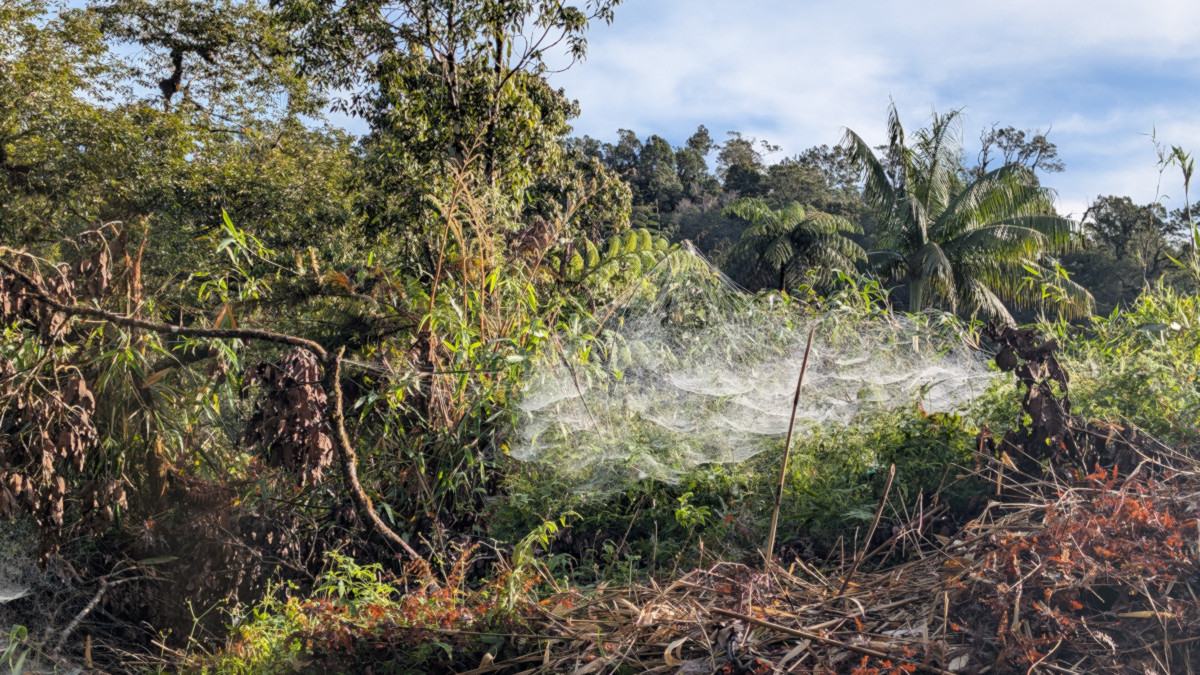 Adieu aux forêts et à leurs habitants qui nous ont accueillis pendant deux mois