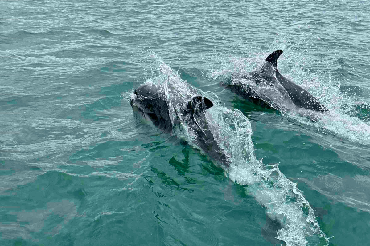 Les dauphins entourent le zodiac